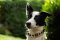 *Punky Presenting White Studded Leather Border Collie Collar from FDT Artisan