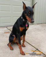 Gorgeous *Meeka Shows off Her Elegant Leather Doberman Collar