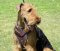Walking Leather Dog Harness-Airedale Terrier harness