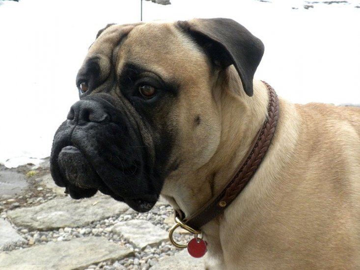 *Jake wearing our exclusive Gorgeous Wide 2 Ply Leather Choke Dog Collar - Fashion Exclusive Design - C45braidedChoke