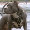Powerful Dave in Studded Leather Dog Harness for Pitbull