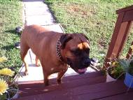 *Bosco looks great in our Brown Leather Spiked Dog Collar