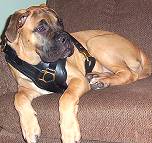 Gorgeous *Kong wearing our Exclusive Luxury Handcrafted Padded Leather Dog Harness