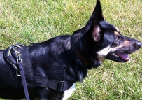 *Abby looks cheerful in Best Dog Harness for Walking - All Weather Nylon Harness
