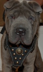 *Achilles is so confident in Royal Dog Harness - Exclusive Design Studded Leather Harness - product code H11