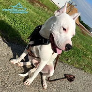 Heavy Duty Leather Dog Harness for Pitbull Training