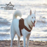*Aika Shows Well Fitting Adjustable Nylon Pulling Harness for Siberian Husky