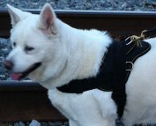 *Isis adores new All Weather Extra Strong Nylon Harness