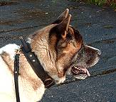 *Naka wearing our 2 ply wide leather dog collar with handle-C33