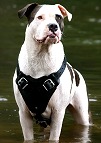 Protection Training Leather Dog Harness For Your American Bulldog