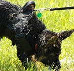 *Anna got herself All Weather Extra Strong Nylon Harness - H6