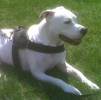 *Annie wearing our exclusive weather dog harness for tracking / pulling Designed to fit American Bulldog- H6
