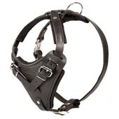 dog harness