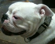 *Homer has pleasant look in Gorgeous War Dog Leather Dog Collar - C87 (old nickel massive plates +3 brass spikes)