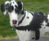 *Bentley looks adorable in All Weather Extra Strong Nylon Harness - H6