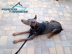Agitation&Attack Leather Dog Harness for Doberman