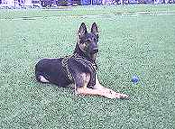 Black *Jack Wearing Thick Leather Dog Harness Padded on the Chest