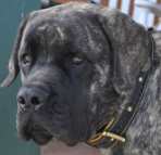 *Zeus is totally awesome in New Black Nappa Padded Hand Made Leather Dog Collar - Exclusive Design- code C43