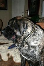 *Bodie wearing our exclusive Gorgeous Leather Dog Collar - Fashion Exclusive Design - Special25plates