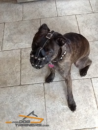 *Bolt in Leather French Bulldog Muzzle for Everyday Use