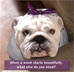 *Boogie wearing our exclusive gorgeous Wide Leather Dog Collar - Fashion Exclusive Design - Special33plates