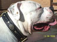 *Boomer looks great in our Royal Nappa Padded Hand Made Leather Dog Collar - Fashion Exclusive Design - code C43