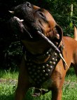*Boris is elegant in Studded leather dog harness - H15