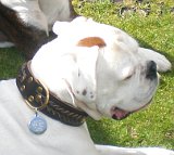 Boxer *George looking Gorgeous in our Wide 2 Ply Leather Dog Collar - Fashion Exclusive Design