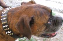 Handsome *Jax wearing leather dog collar with spikes and pyramids