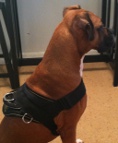 *Zero looks fantastic in All Weather Extra Strong Nylon Harness