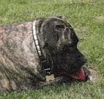 *Brandy Mastiff looks Great with Leather Dog Collar on - Special25plates