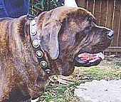 Gorgeous *Bruno is wearing our Wide Leather Dog Collar - Fashion Exclusive Design - c73