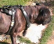 *Bubba Bullmastiff wearing our Agitation / Protection / Attack Leather Dog Harness - H1_11