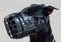 *Buddy is fun to play with in new wire dog muzzle