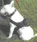 All Weather Dog Harness for Tracking and Training