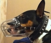 *Kilo looking gorgeous in Wire Basket Dog Muzzle - M4light