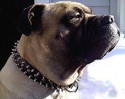 *Hooch wearing our exclusive - 3 Rows Leather Spiked and Studded Dog Collar -S55