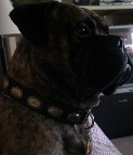 *Lou is awesome in Retro Rulz - Gorgeous Vintage Dog Leather Collar - C103_1
