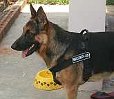 *Buster German Shepherd wearing Better control everyday all weather dog harness - H17