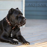 Cane Corso Looks like a Real King in FDT Artisan Leather Dog Collar - 'King of Grace'