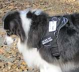*Carly Australian Shepherd wearing our All Weather Extra Strong Nylon Harness - H6