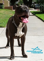 Massive Pitbull Presents HS Chrome-plated Choke Chain Dog Collar