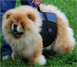 30% Discount - NEW 2018 All Season Extra Strong Nylon Vest Harness - H13-Outdoor-Chow-Chow