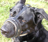 Beautiful Shepherd/Malinois cross is super stylish in Royal Nappa Leather Dog Muzzle - product code M88_1