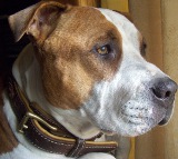 *Stevie showing off in Royal Nappa Padded Hand Made Leather Dog Collar - C43