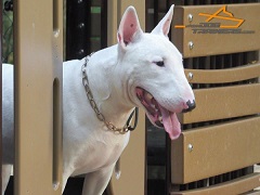 English Bullterrier *Bullet Controlled with Curogan Martingale Dog Collar