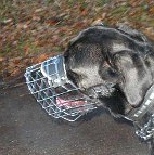 *Dalton looks Gorgeous in our exclusive NEW Revolution Design Wire Dog Muzzle - M9