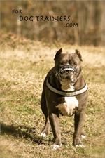 *Dave wearing our exclusive NEW Pitbull Revolution Design Wire Dog Muzzle - M9-1