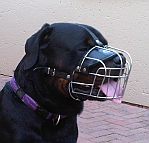 *Diesel Rottweiler enjoys wearing Wire Basket Dog Muzzle
