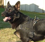 *Dion and Sascha look incredibly fancy in All Weather Extra Strong Nylon Harness